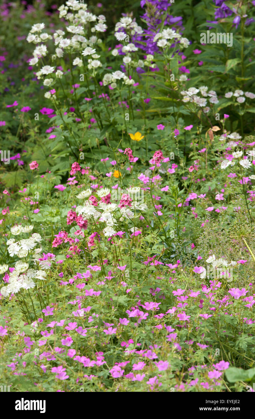 Géraniums et fleurs épingles dans une frontière, England, UK Banque D'Images