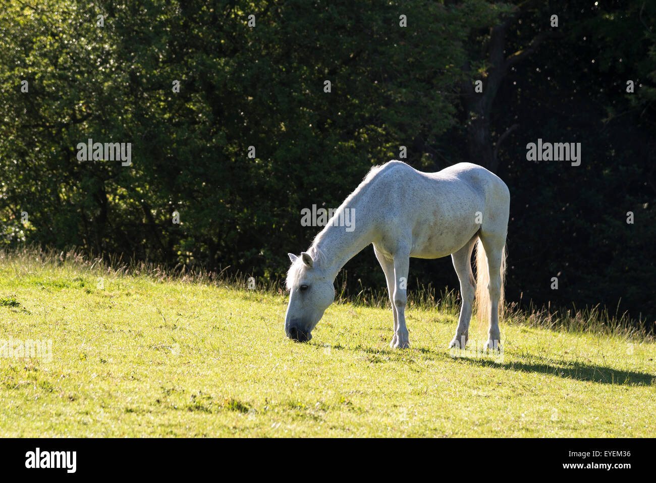 Un poney gris pâturage dans un champ dans le soleil d'été. Banque D'Images