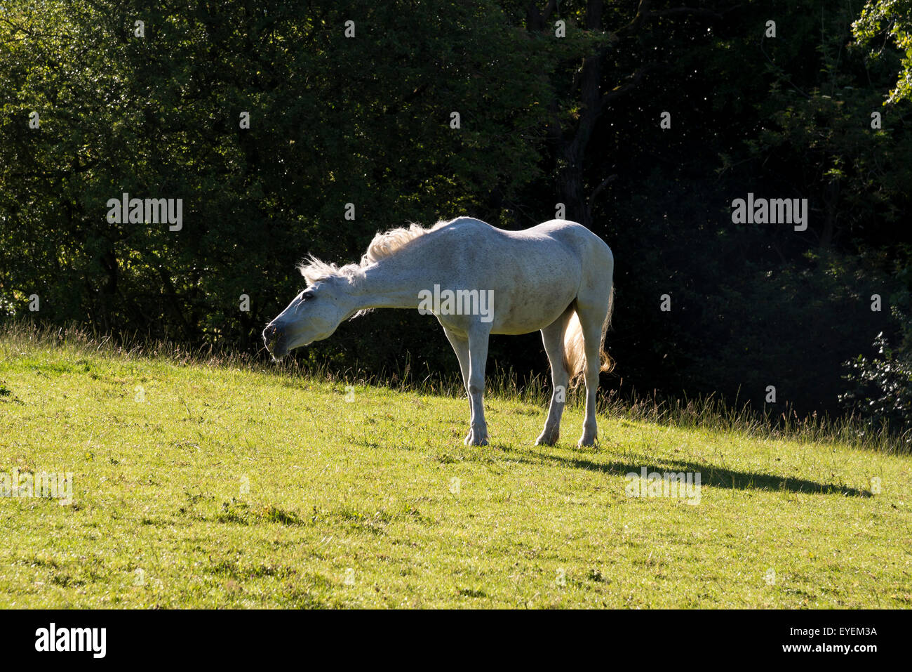 Un poney gris ayant un shake dans un champ dans le soleil d'été. Banque D'Images