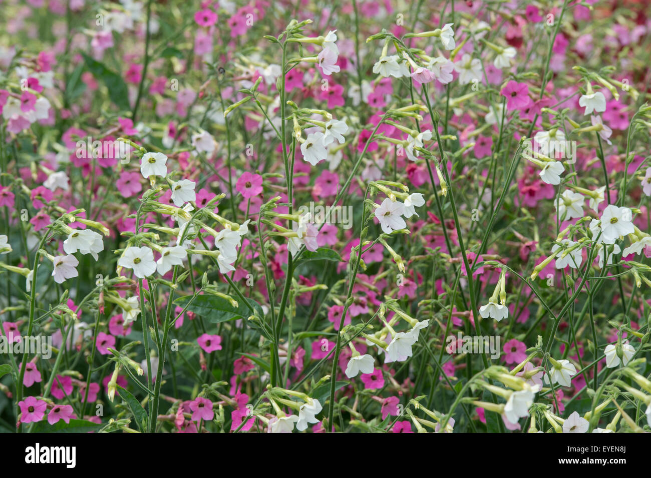 Nicotiana alata 'Whisper Mix'. Plante de tabac des fleurs Banque D'Images