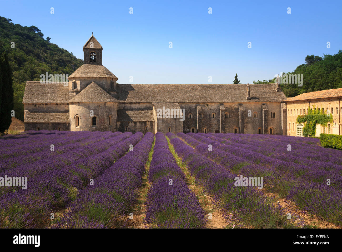 Notre-Dame de Abbaye de Sénanque Provence France avec la lavande en pleine floraison Banque D'Images