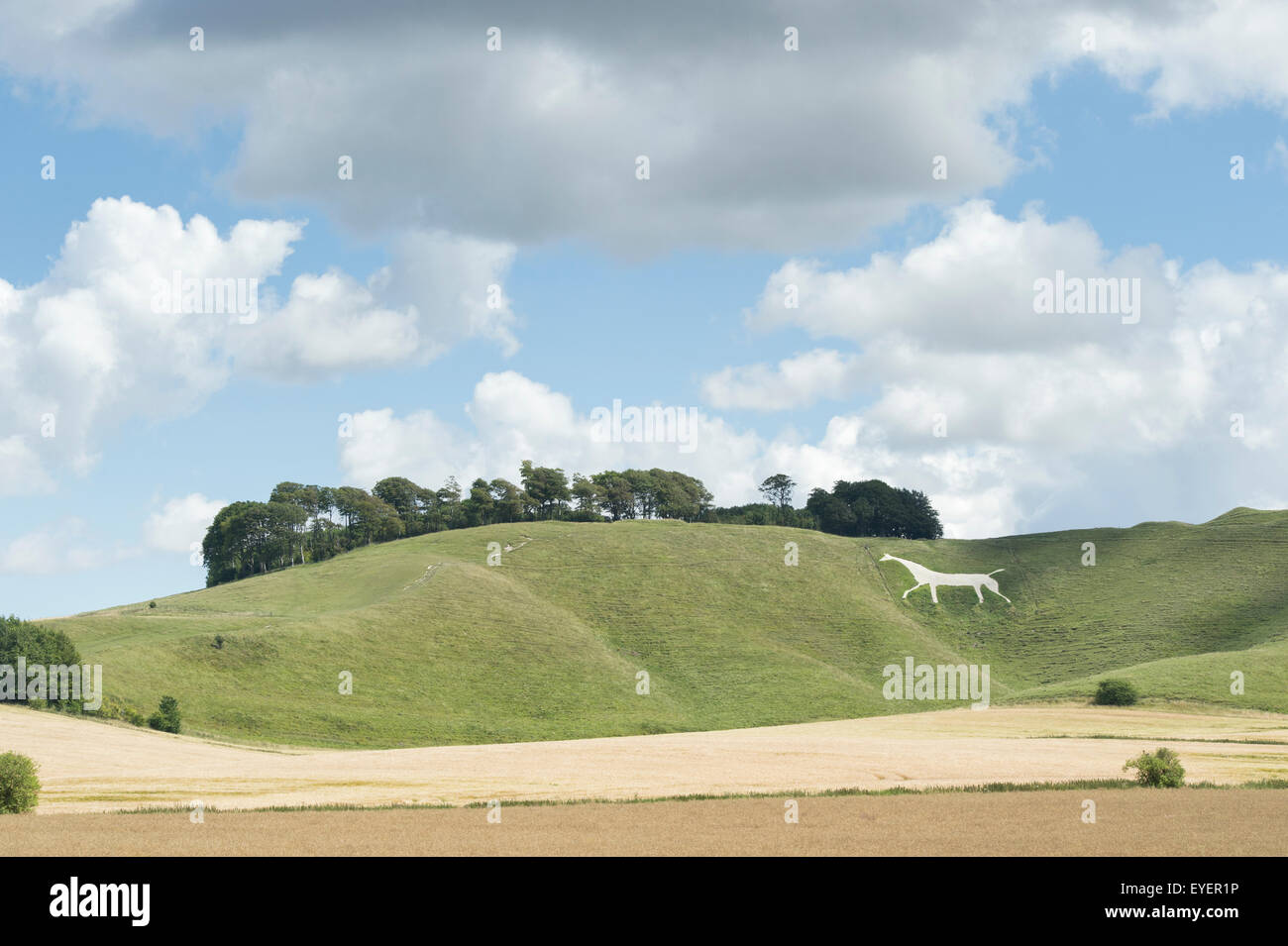 Winfield Cheval Blanc. Winfield, Calne, Wiltshire, Angleterre Banque D'Images