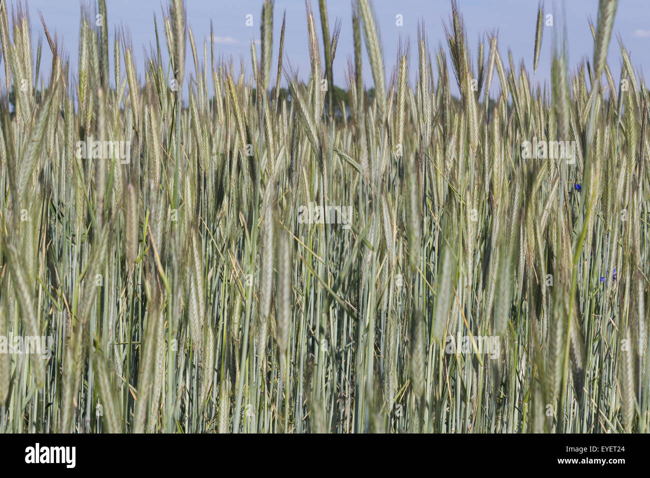 champ de blé Banque D'Images
