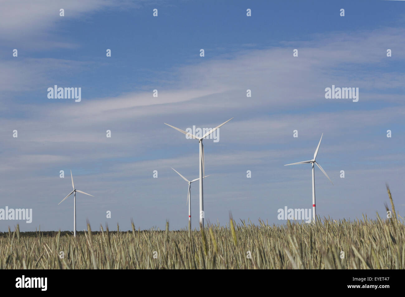 Éoliennes dans le paysage de champs de blé Banque D'Images