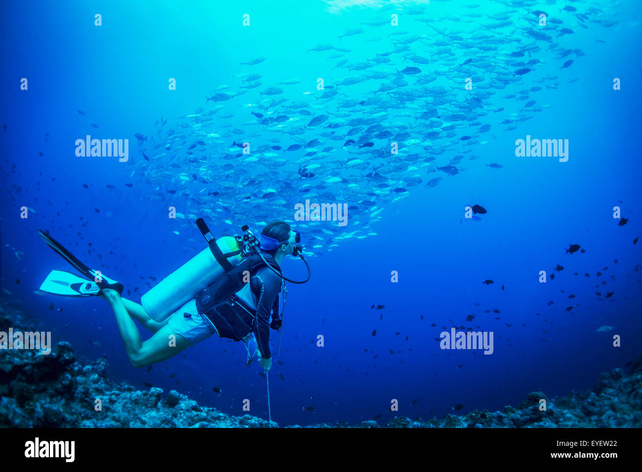 Plongée sous-marine avec une école de poisson, Micronésie, Palaos Banque D'Images