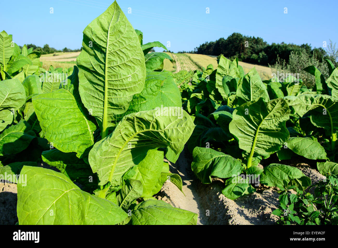 Les feuilles de tabac vert sur terrain en région Roztocze, Pologne Banque D'Images