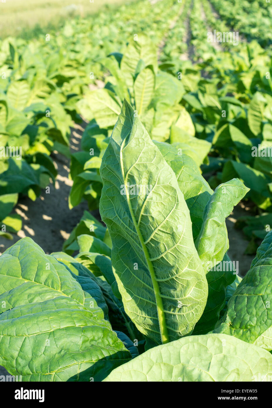 Les feuilles de tabac vert sur terrain en région Roztocze, Pologne Banque D'Images
