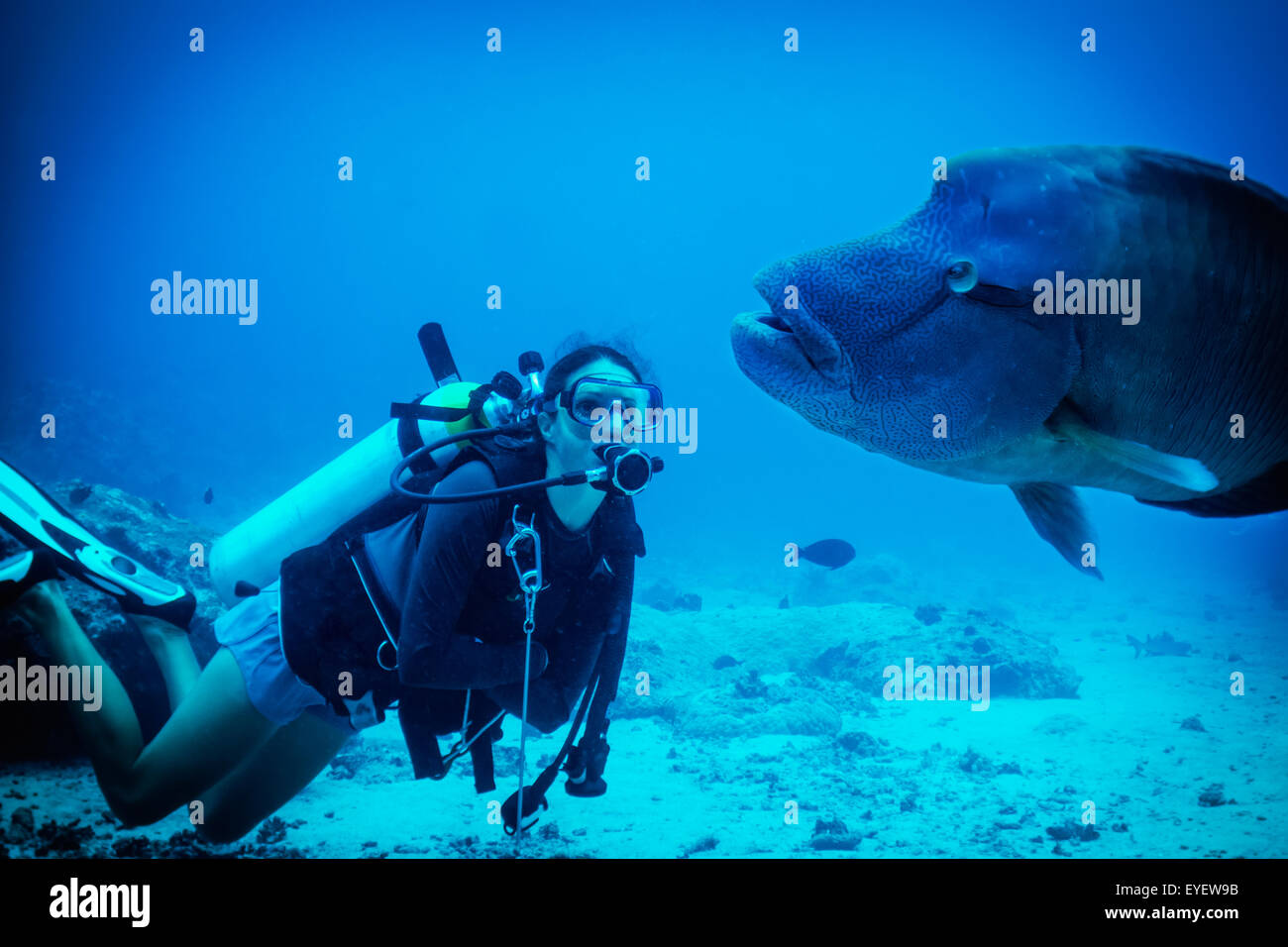 Plongée sous-marine avec un groupeur, Micronésie, Palaos Banque D'Images