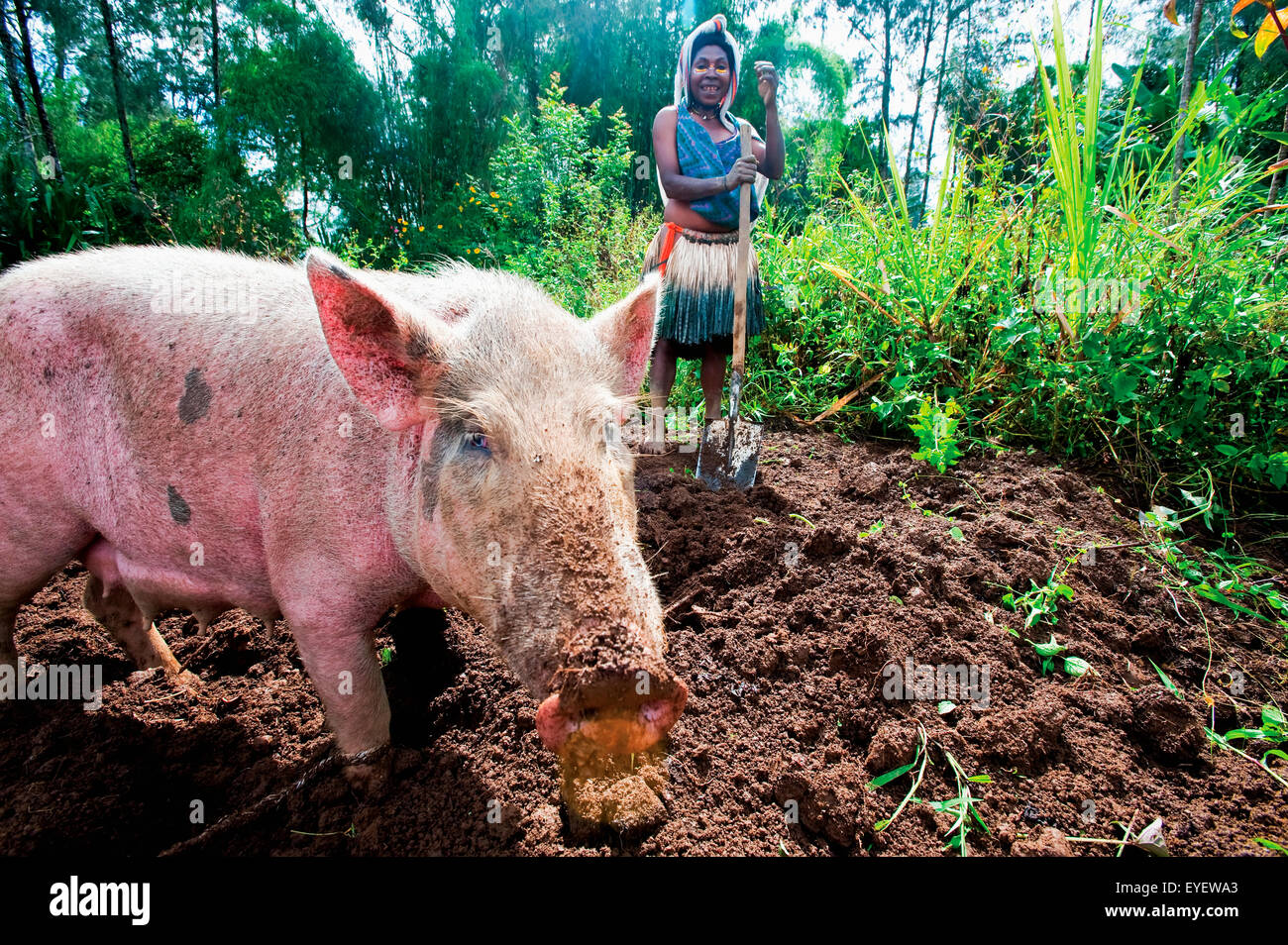 Femme et cochon labourent le sol ; le sud de la Province des Highlands, Papouasie Nouvelle Guinée Banque D'Images