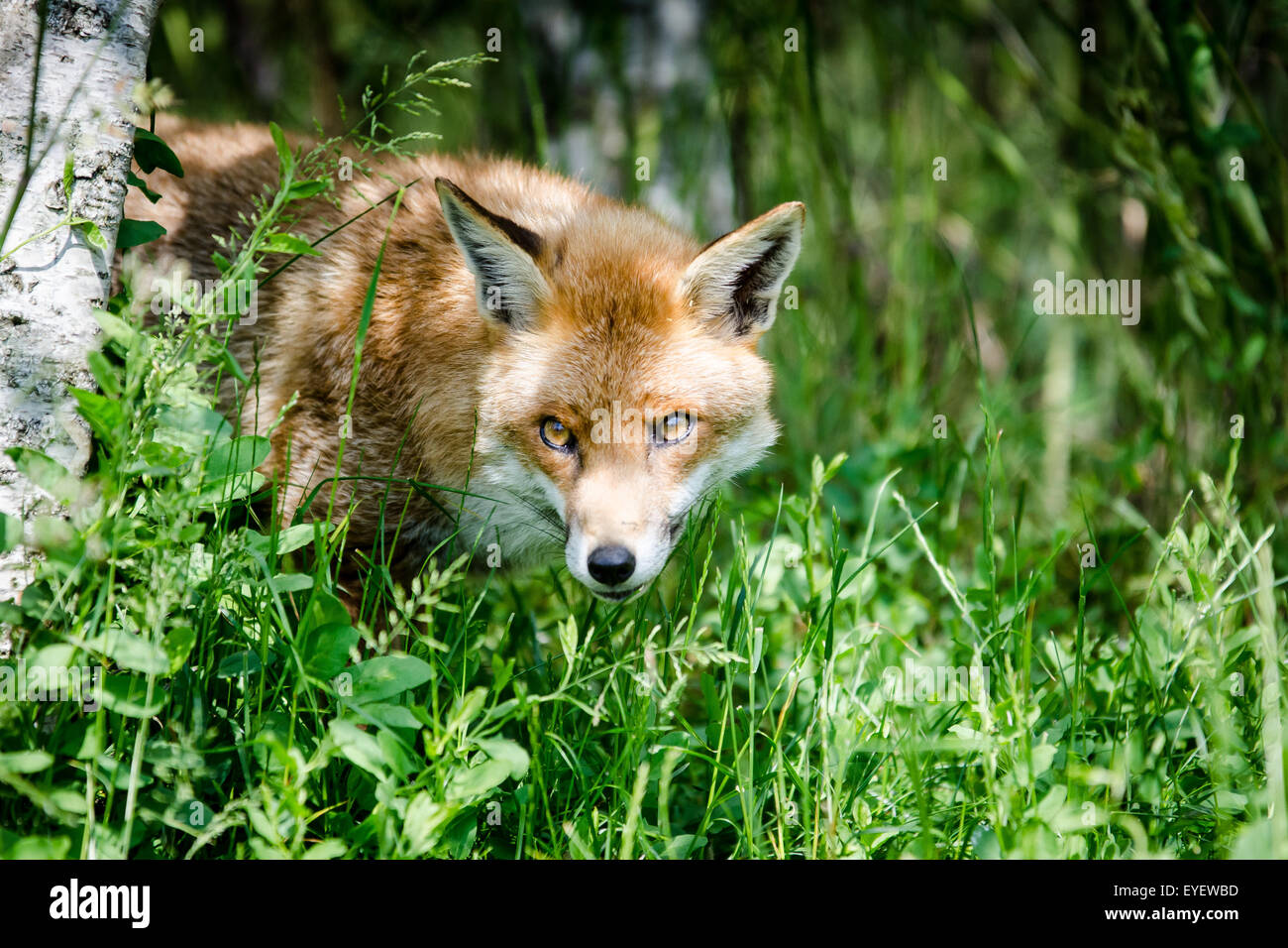 European Fox (Vulpes vulpes) assis dans le champ, au Royaume-Uni. Banque D'Images