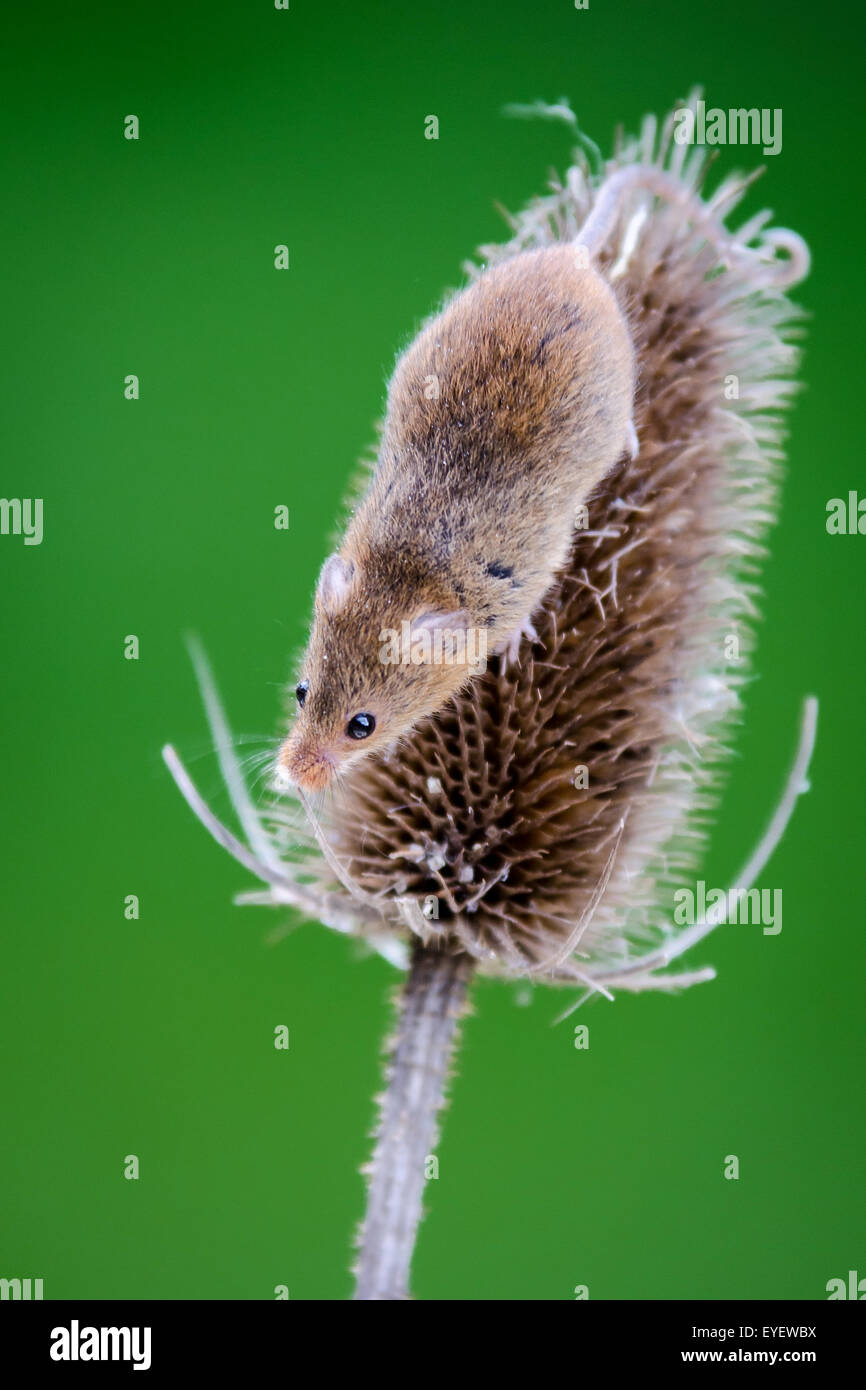 Souris d'Eurasie (Micromys minutus) sur cardère Banque D'Images