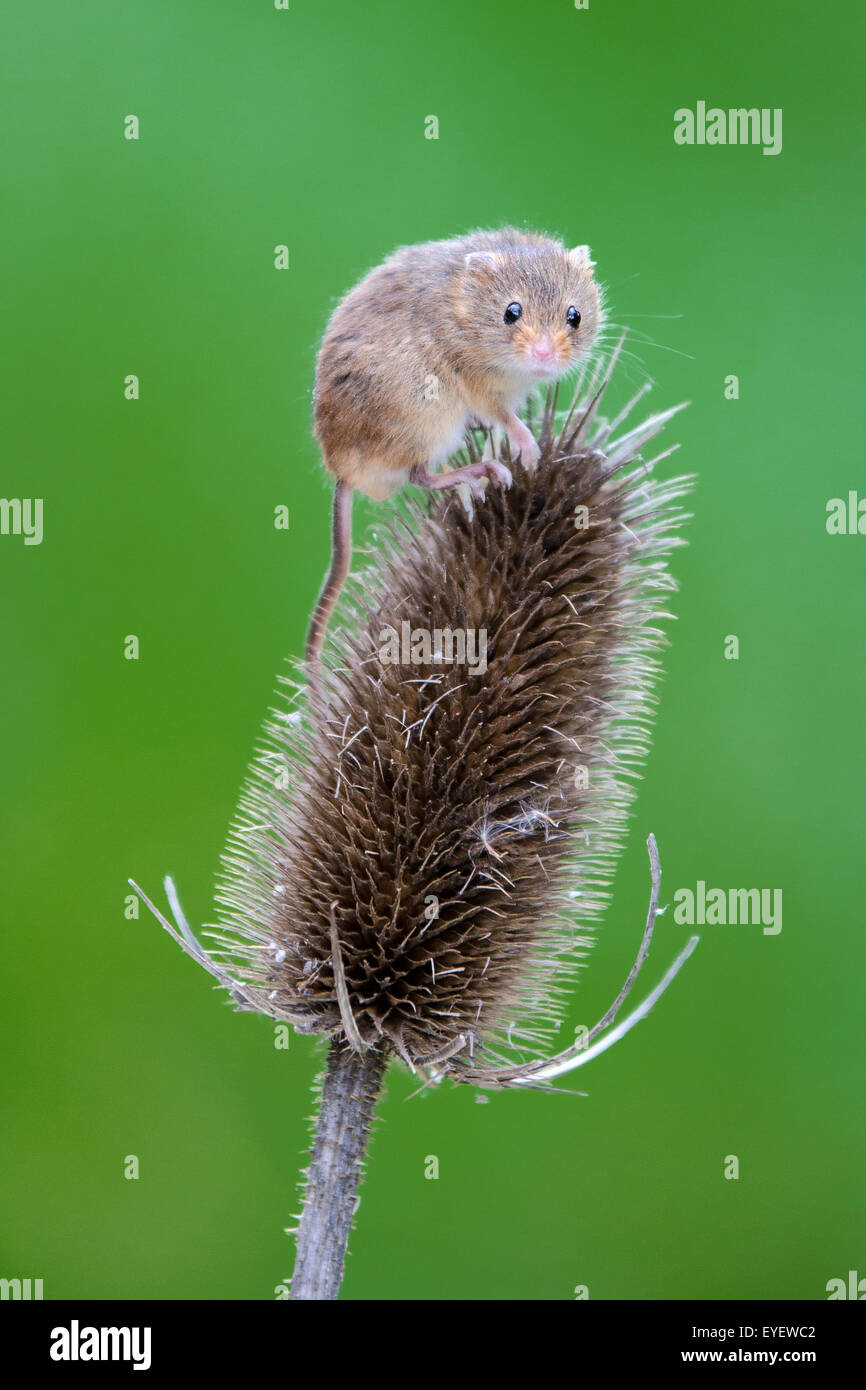 Souris d'Eurasie (Micromys minutus) sur cardère Banque D'Images
