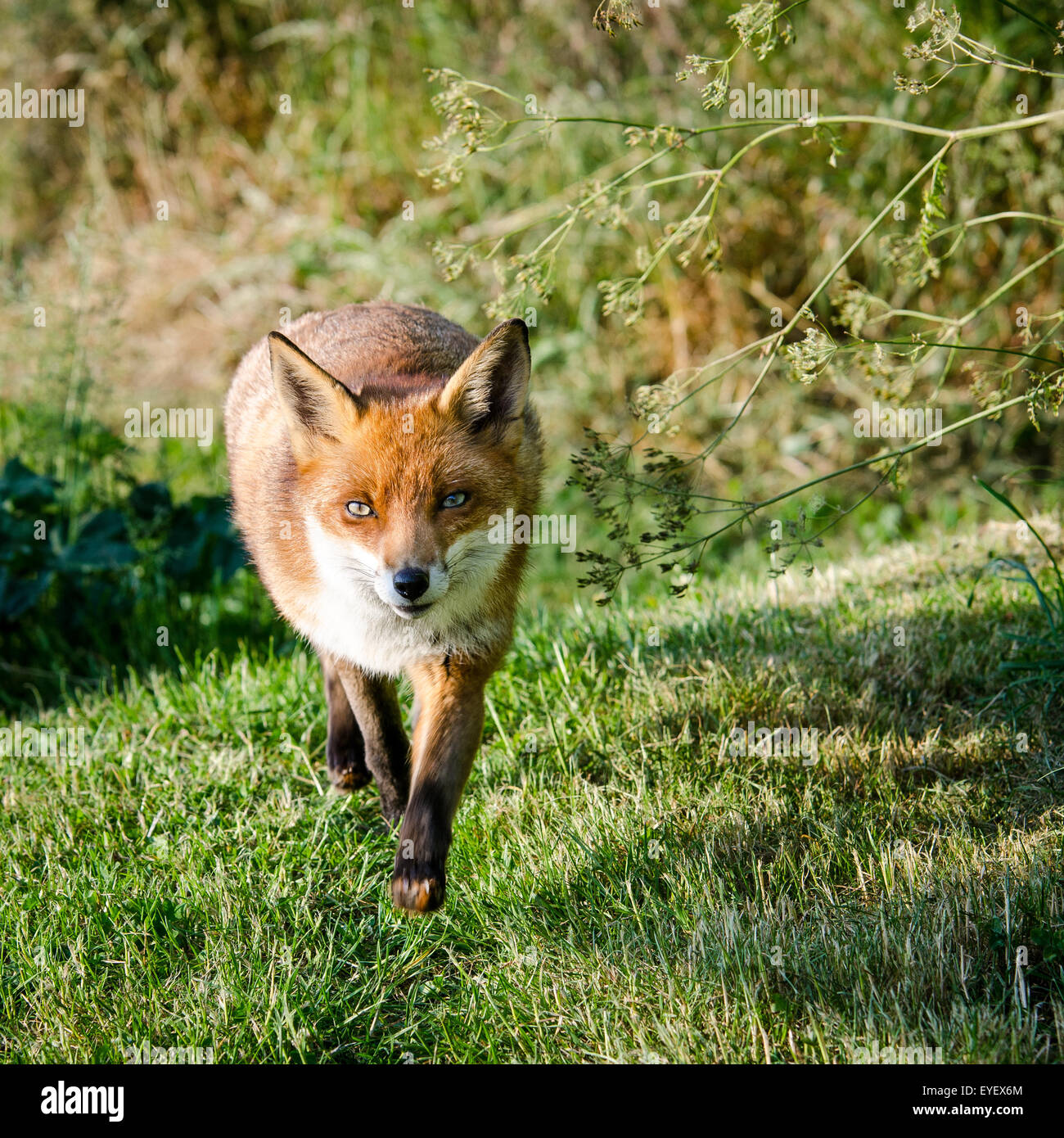 European Fox (Vulpes vulpes) marche à travers champ, UK. Banque D'Images