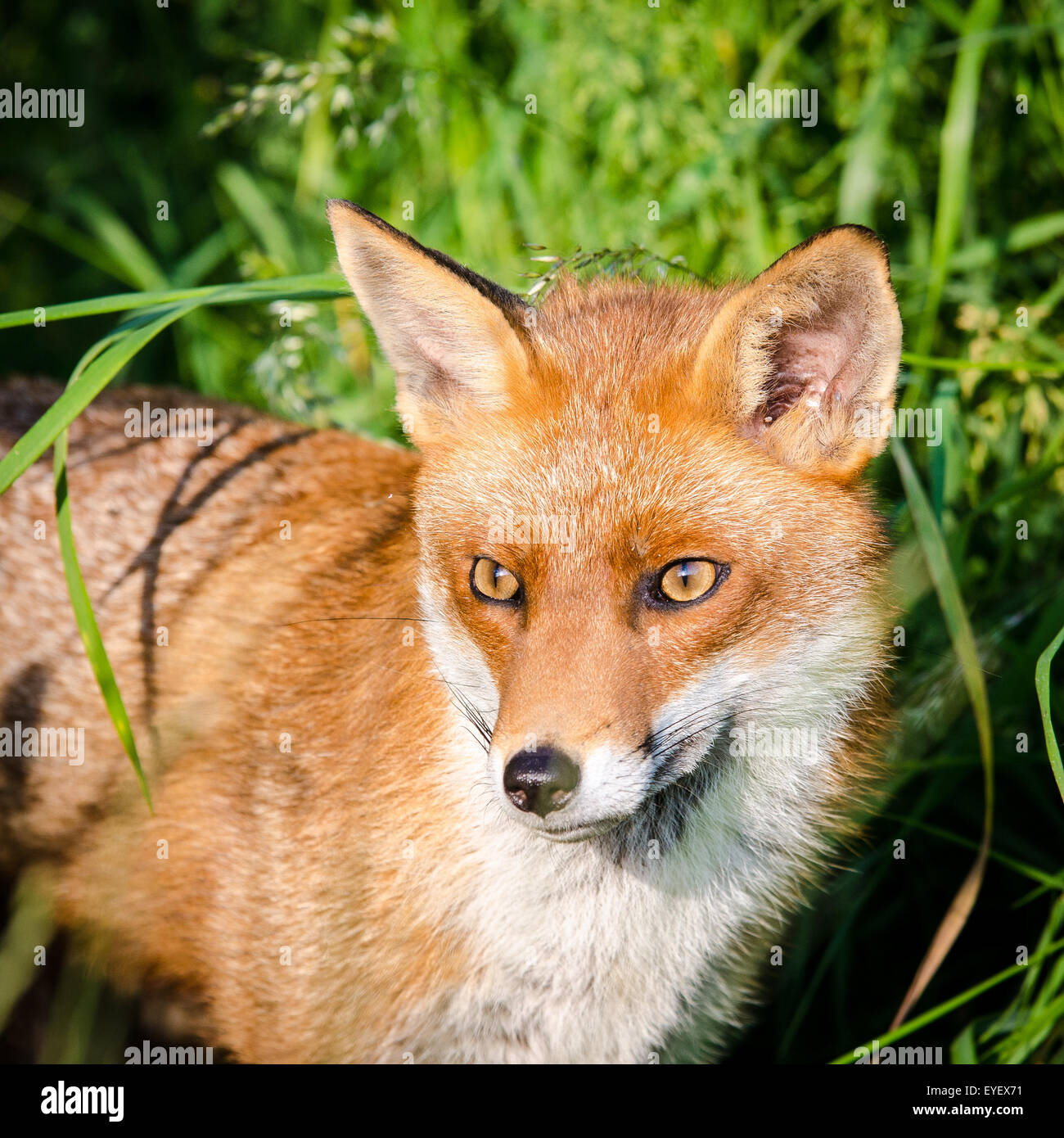 European Fox (Vulpes vulpes), Royaume-Uni. Banque D'Images