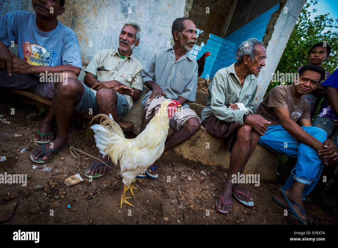 La préparation d'un coq de combat ; Timor-Leste Banque D'Images