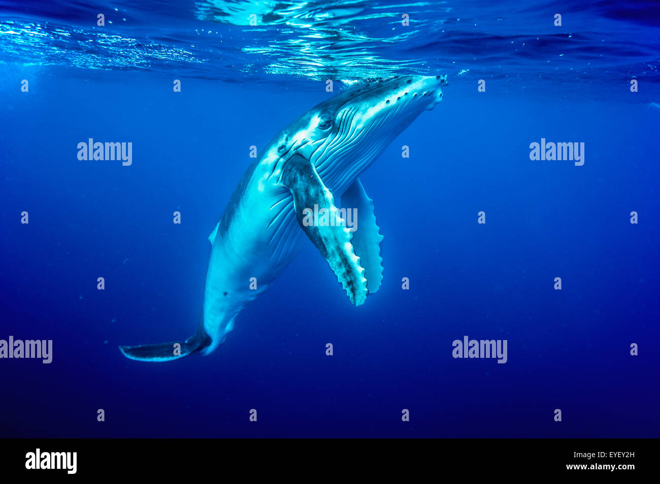 Bébé Baleine à bosse (Megaptera novaeangliae) natation ; Tonga Vavau, Banque D'Images