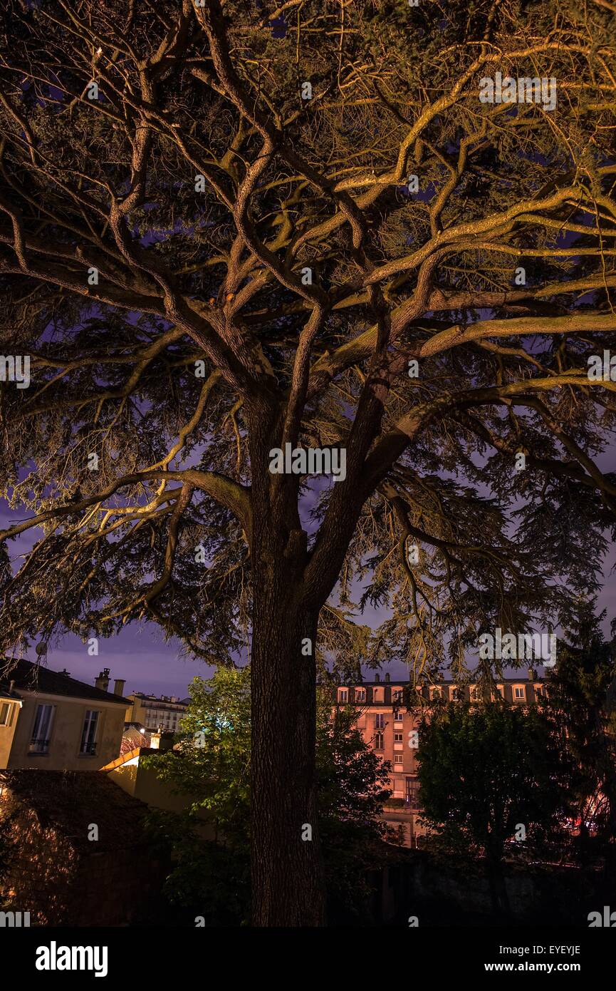 Un cèdre du Liban de plus d'un siècle en banlieue parisienne. Ces arbres lorsqu'ils dépassent 100 ans sont automatiquement classés patrimoine national et nous ferait perdre un plan de l'autoroute de contournement. 06/05/2013 - Sylvain Leser Banque D'Images