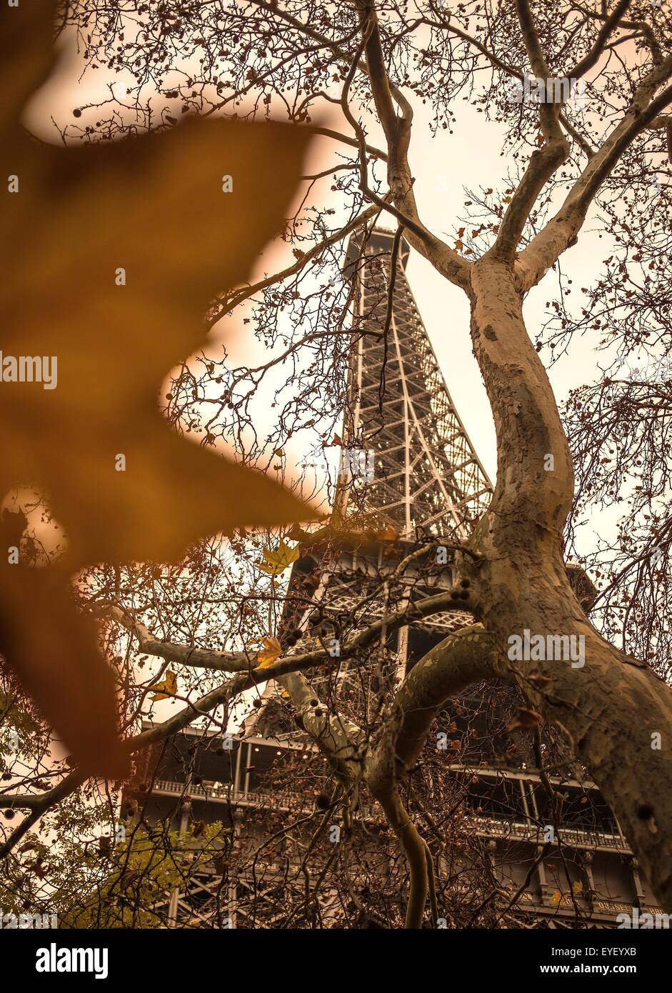 La couleur de l'automne au pied de la Tour Eiffel à Paris 24/11/2012 - Sylvain Leser Banque D'Images