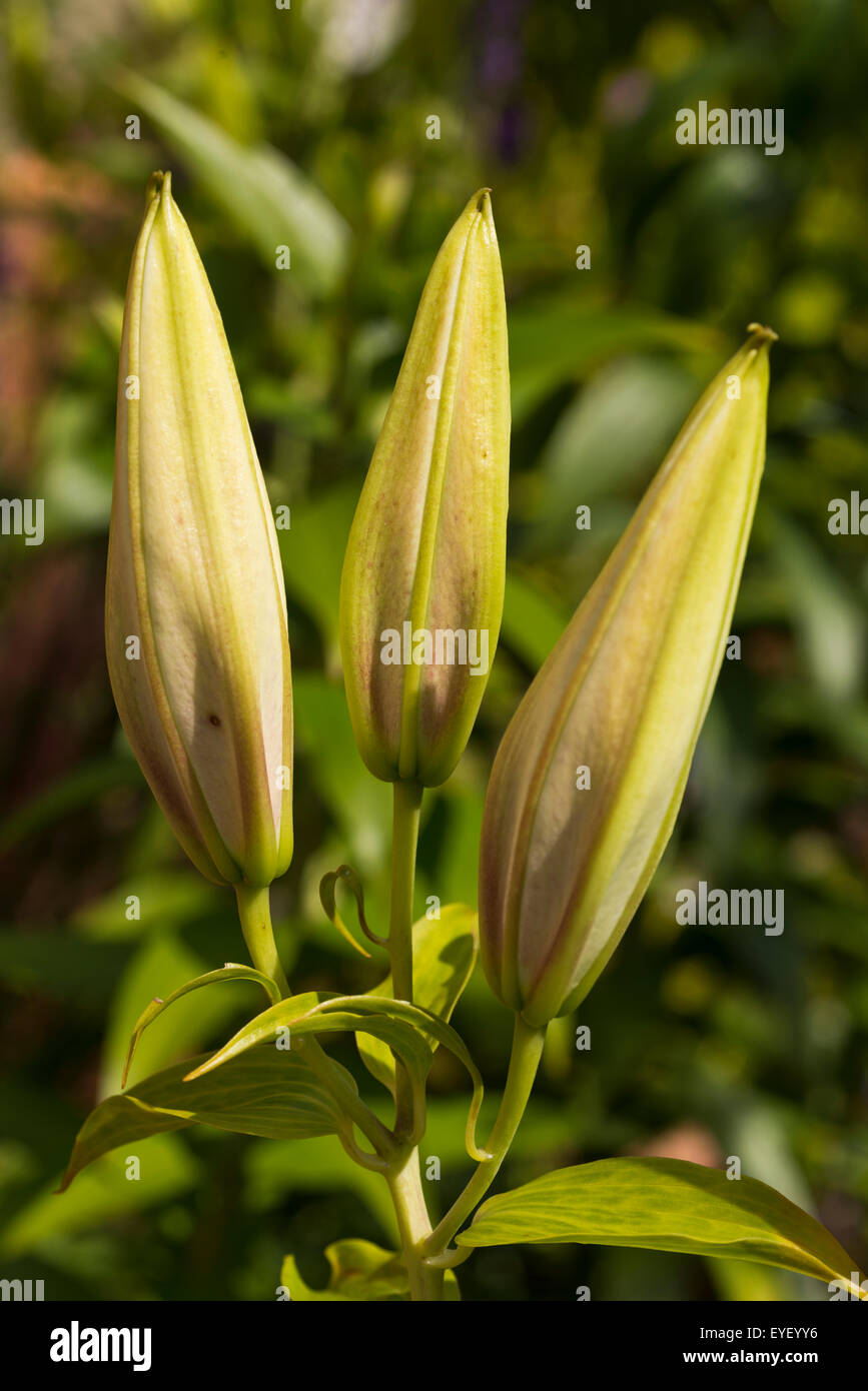 Des fleurs de jardin Holyhead Anglesey au nord du Pays de Galles gousses lily Ukl Banque D'Images