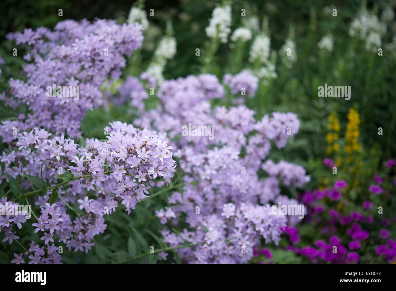 Floraison lilas pâle Campanula lactiflora dans un jardin d'été. Banque D'Images