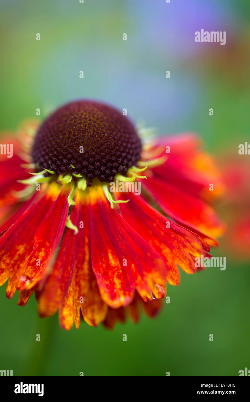 Couleurs d'une fleur avec un fond Helenium dans un jardin d'été. Banque D'Images