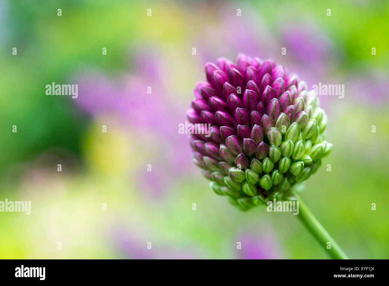 Allium sphaerocephalum près d'une fleur avec des flous d'arrière-plan coloré. Banque D'Images