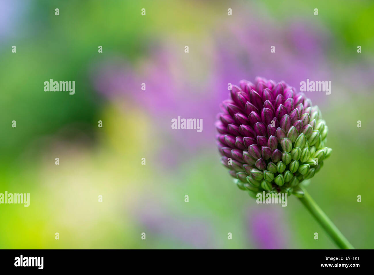 Allium sphaerocephalum près d'une fleur avec des flous d'arrière-plan coloré. Banque D'Images
