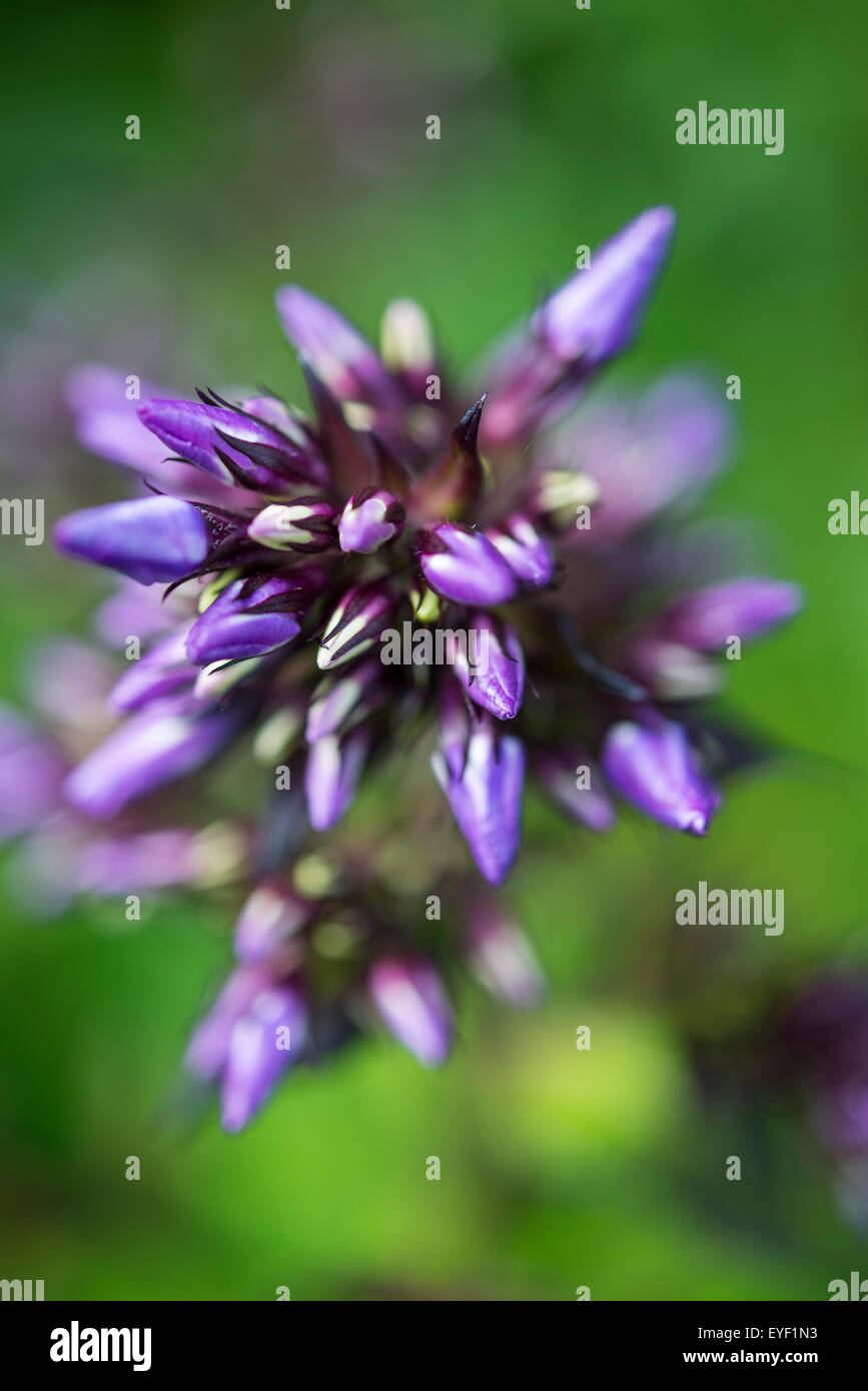 Un violet profond variété de Phlox Paniculata poussant dans un jardin d'été frontière. Bourgeons serrés sur le capitule. Banque D'Images