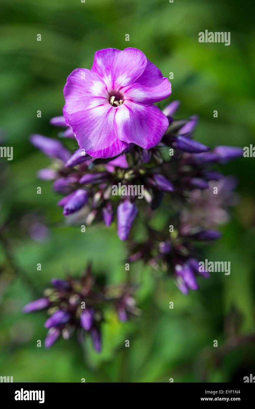 Un violet profond variété de Phlox Paniculata poussant dans un jardin d'été frontière. Banque D'Images