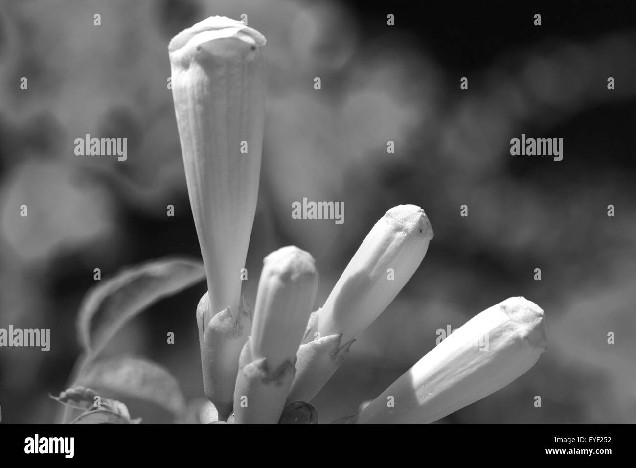 Direction générale à la fleur et pistil au Jardin botanique royal de Madrid, Espagne, Europe Banque D'Images