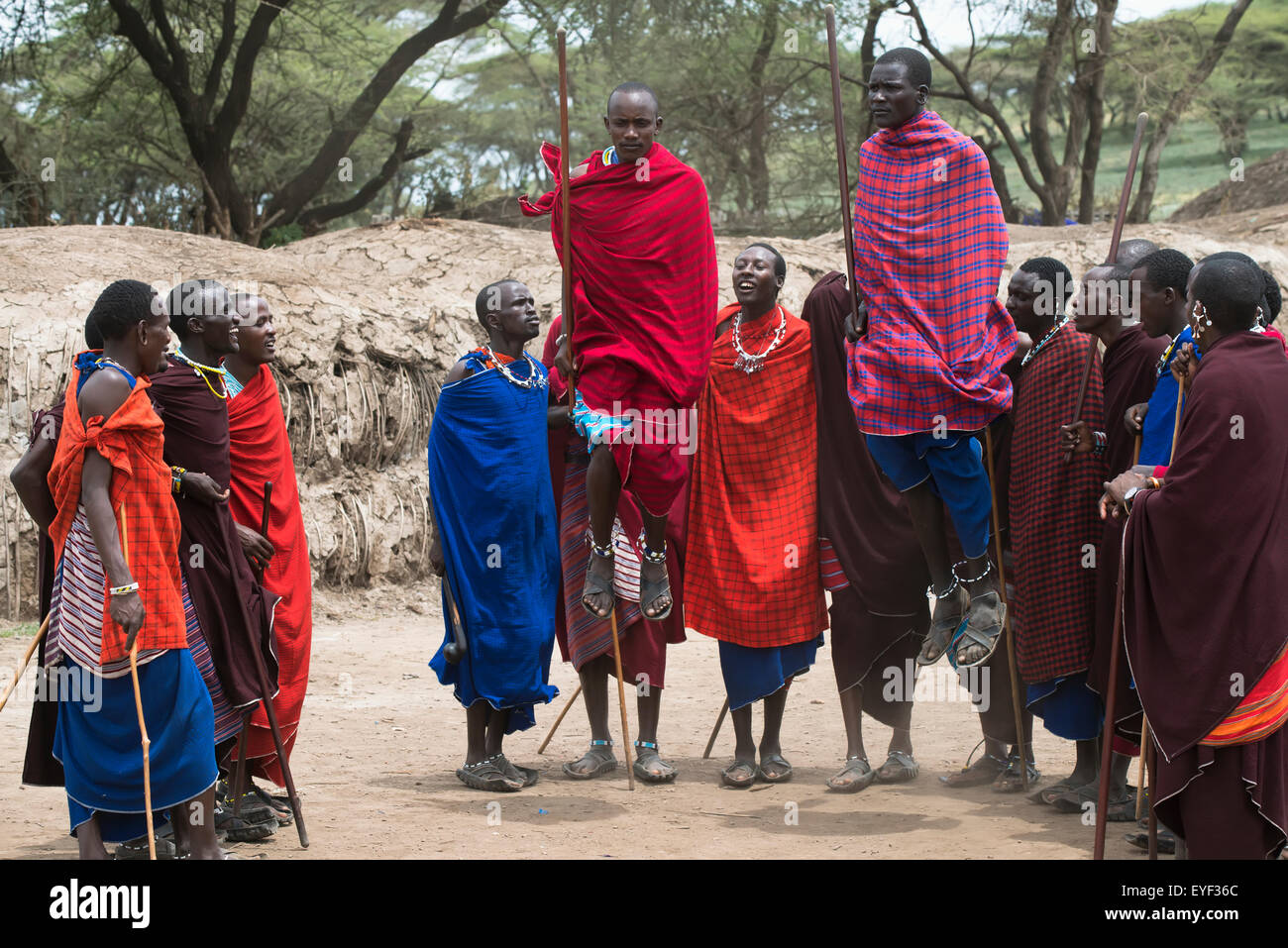 Les guerriers massaïs aller au cours de danse traditionnelle dans leur village dans le cratère du Ngorongoro Conservation Area, Tanzania Banque D'Images