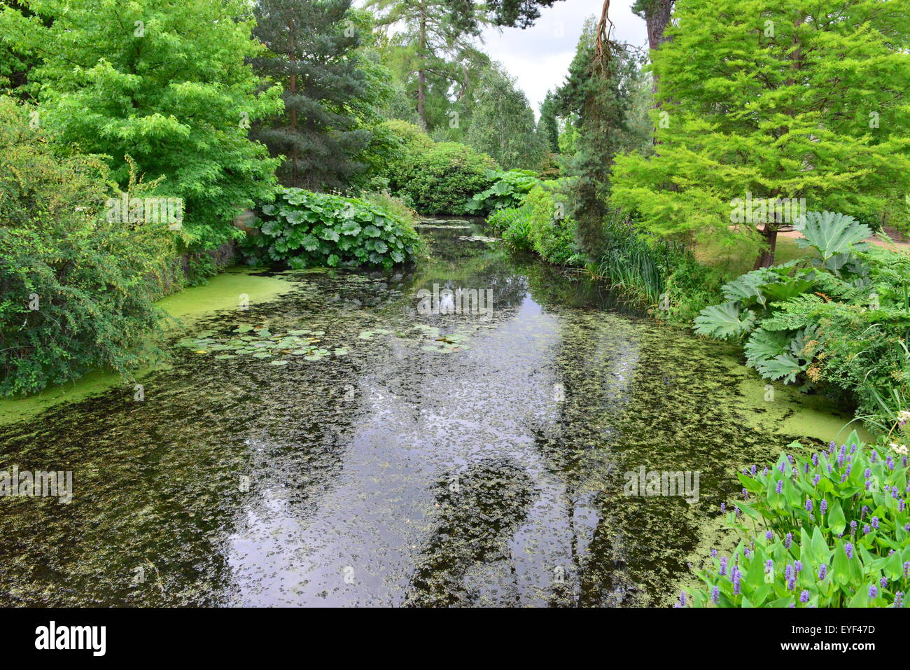 Un grand étang à Scotney Castle dans le Kent, Angleterre Banque D'Images