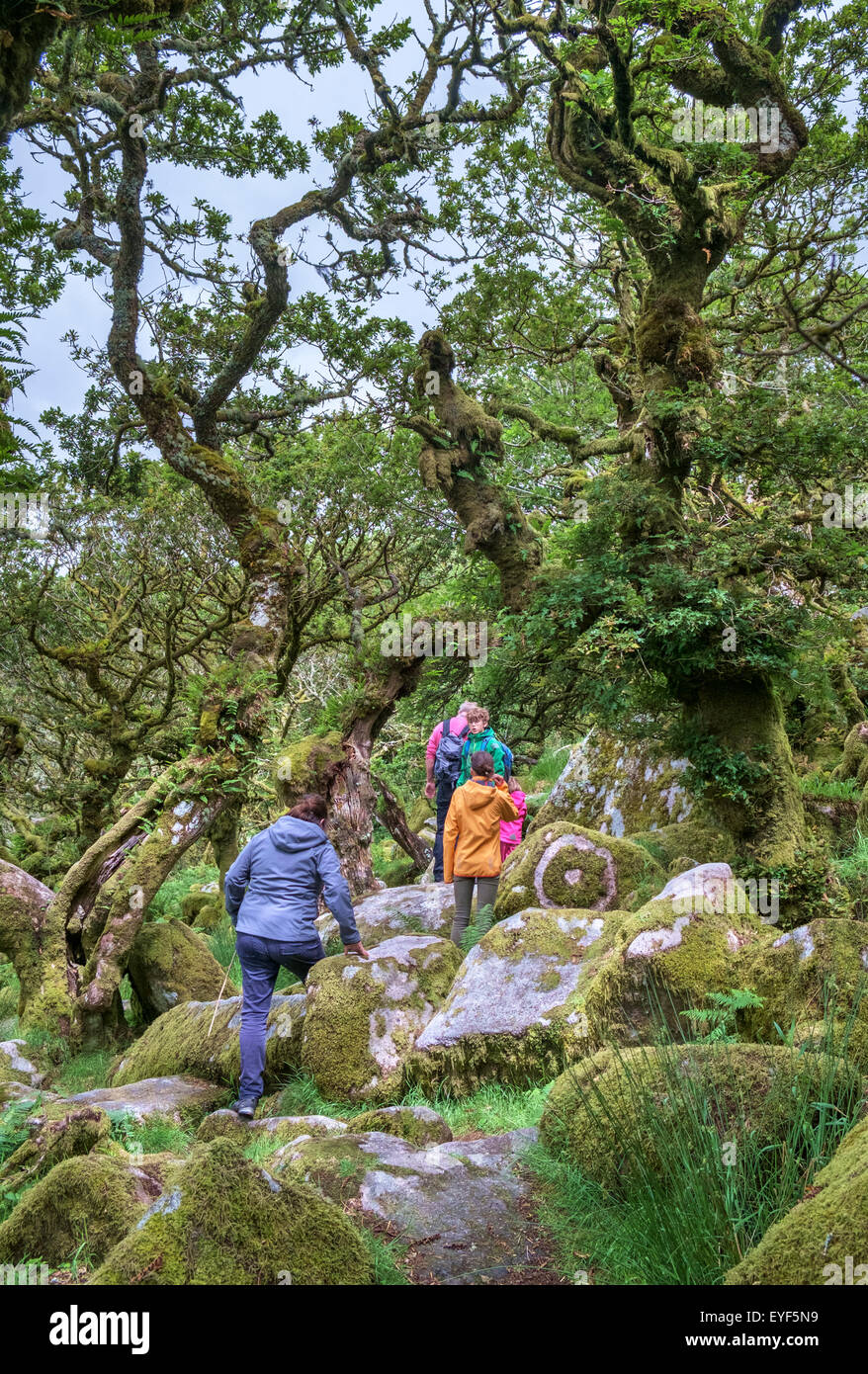 Une famille autour de Wistman's Wood, un haut-altitude oakwood (Quercus robur), près de deux ponts, Dartmoor, dans le Devon, England, UK Banque D'Images