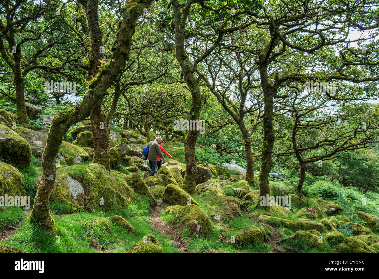 Un couple walking in Wistman's Wood, un haut-altitude oakwood (Quercus robur), près de deux ponts, Dartmoor, dans le Devon, England, UK Banque D'Images
