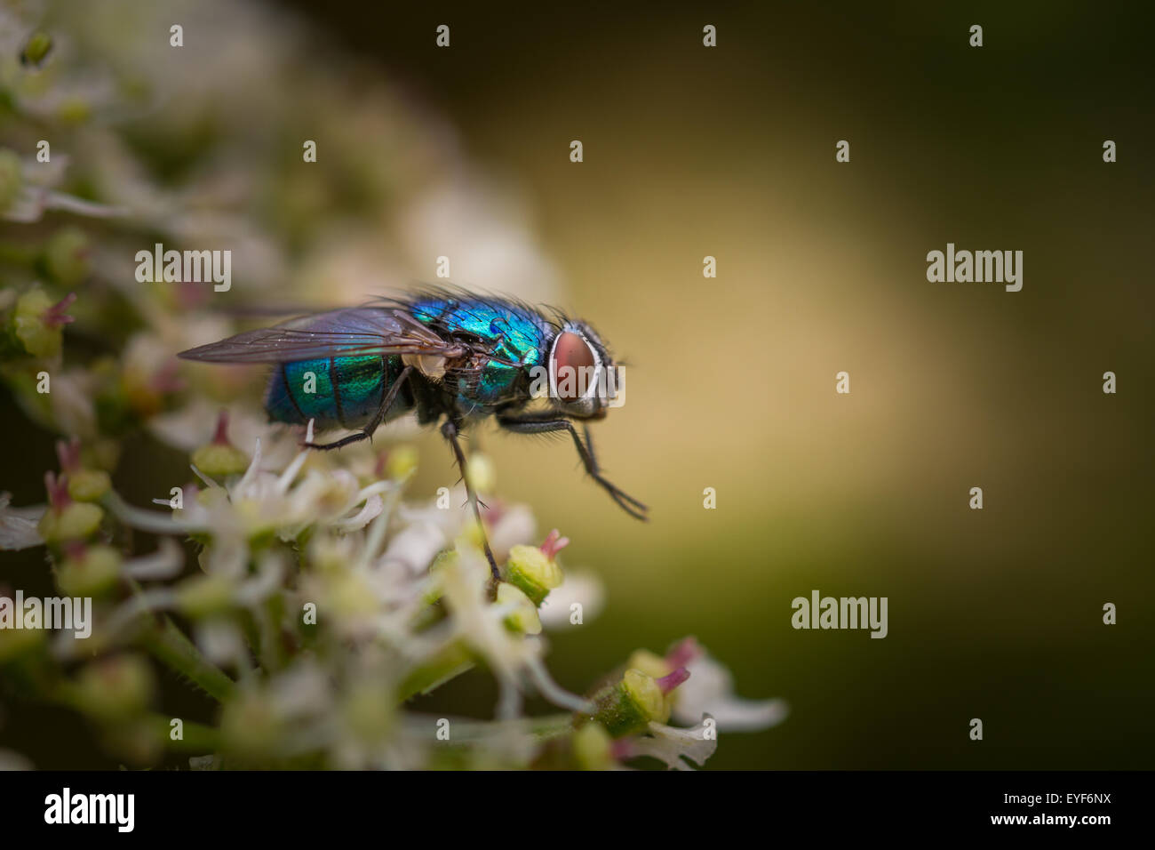 Greenbottle fly (lucilia) montrant ses couleurs irisées Banque D'Images