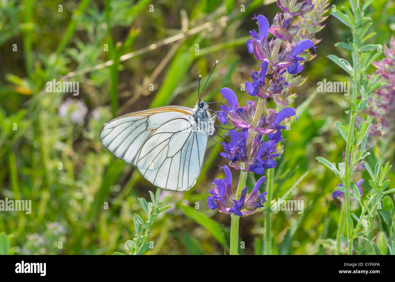Blanc veiné noir (Aporia crataegi) butterfly sitting on a wild sage Banque D'Images