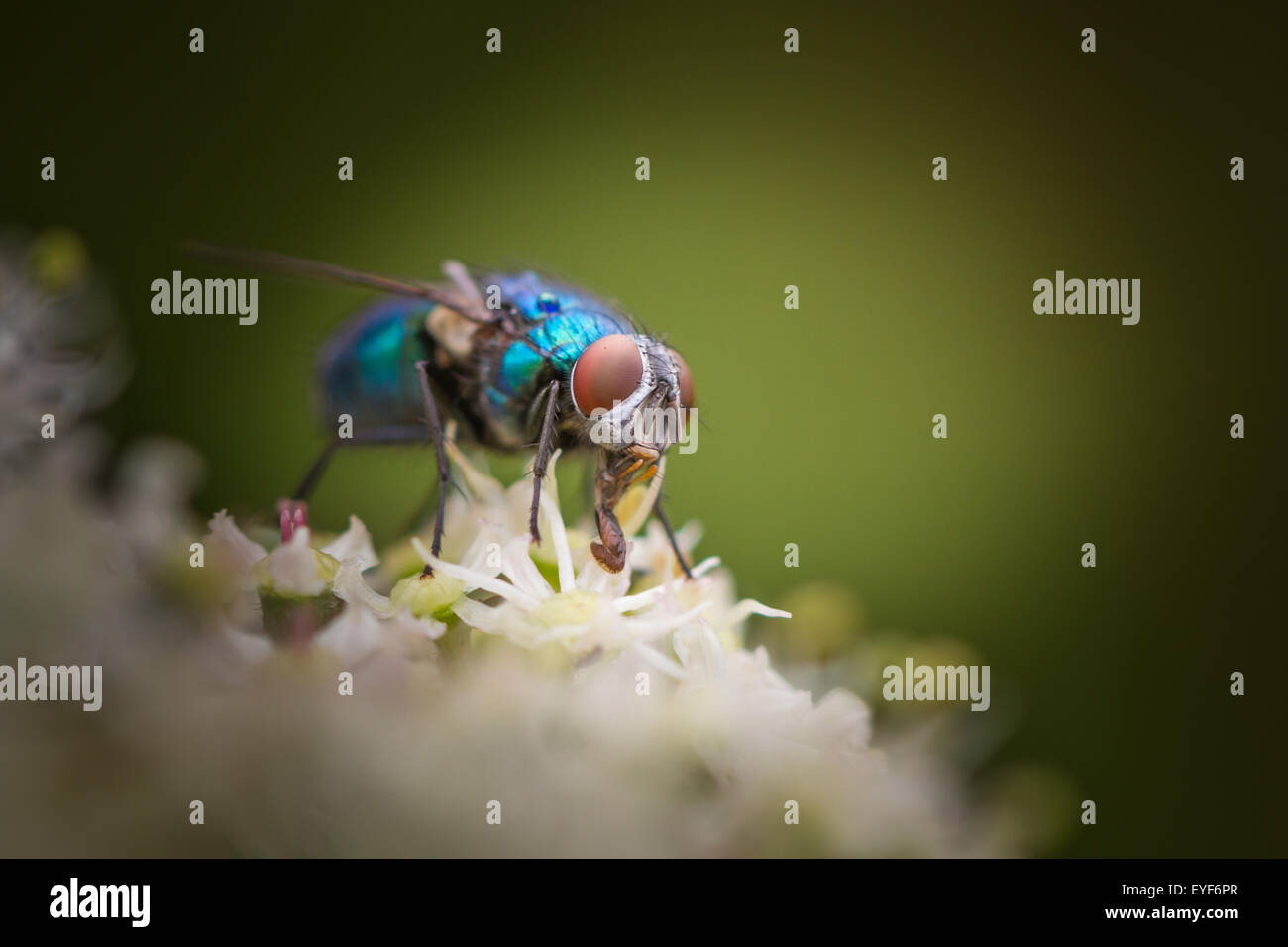 Greenbottle fly montrant outre de ses couleurs chatoyantes et du proboscis Banque D'Images
