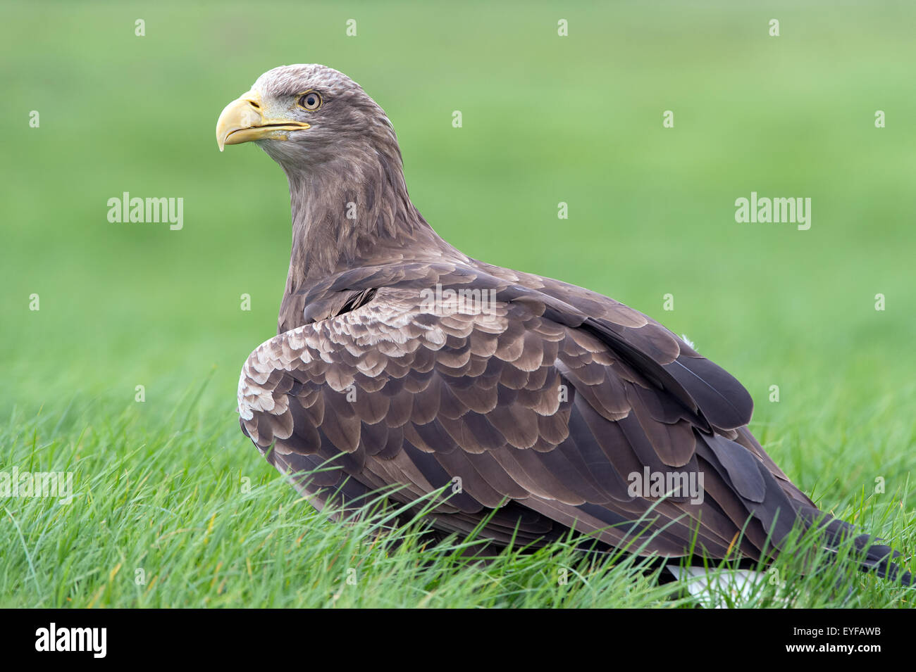 L'aigle de mer à queue blanche (Haliaeetus albicilla) Banque D'Images