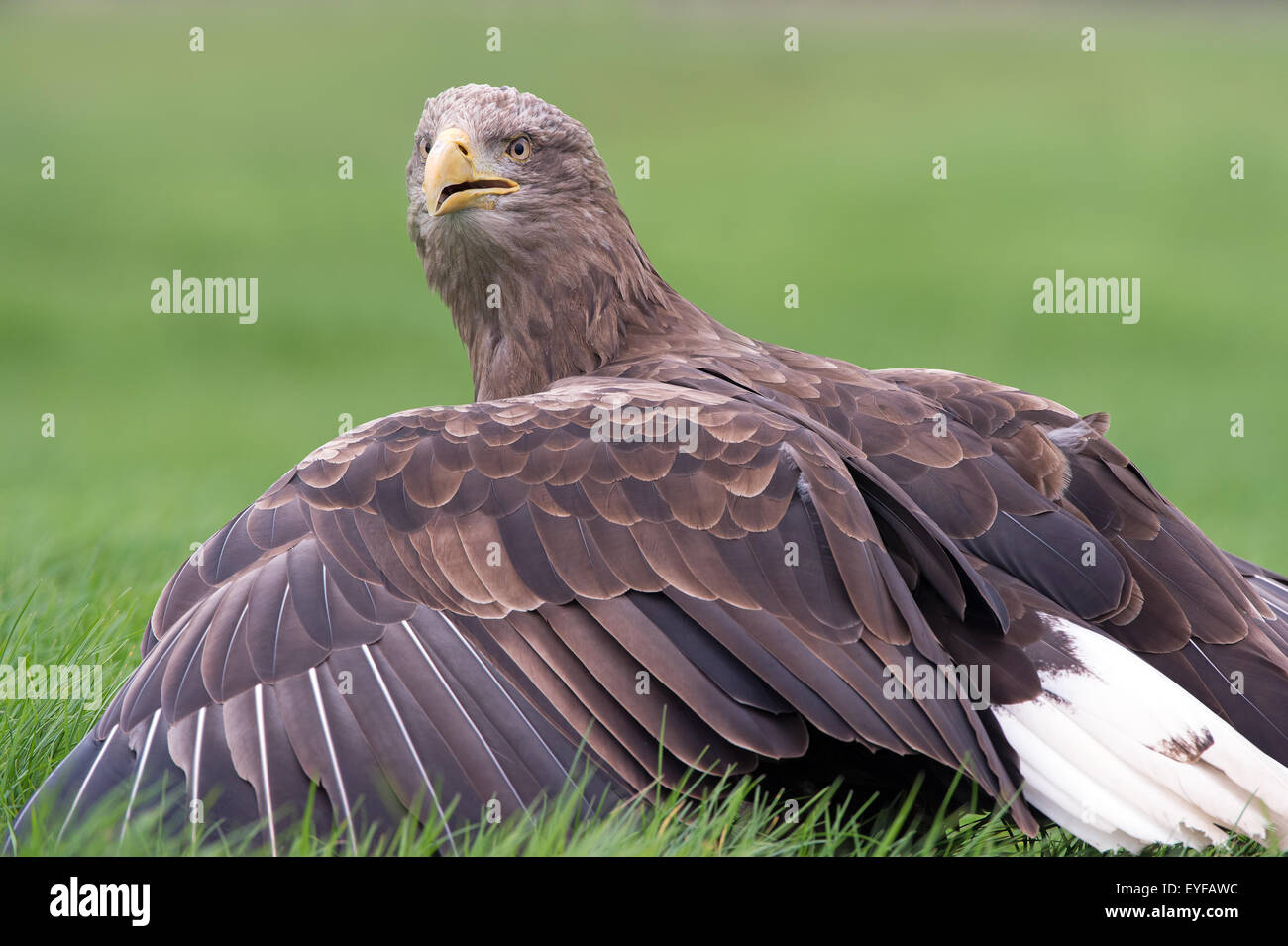 L'aigle de mer à queue blanche (Haliaeetus albicilla) Banque D'Images