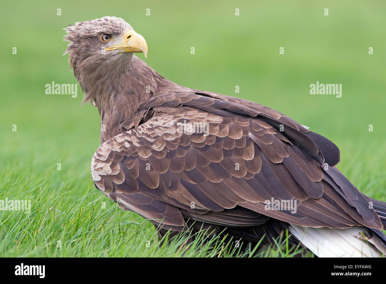 L'aigle de mer à queue blanche (Haliaeetus albicilla) Banque D'Images