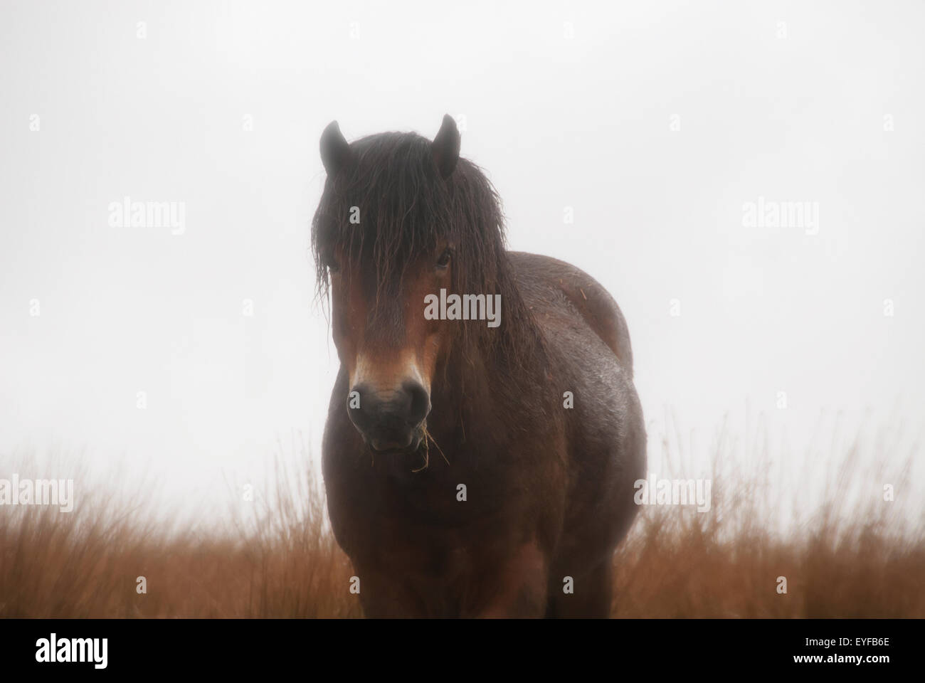 Scènes pastorales avec les chevaux sur Exmoor Misty Day, Royaume-Uni Banque D'Images