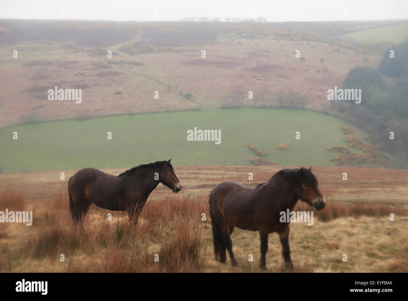Scènes pastorales avec les chevaux sur Exmoor Misty Day, Royaume-Uni Banque D'Images