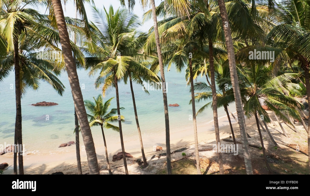 Palmiers sur la plage, Cola Beach, Goa, Inde Banque D'Images