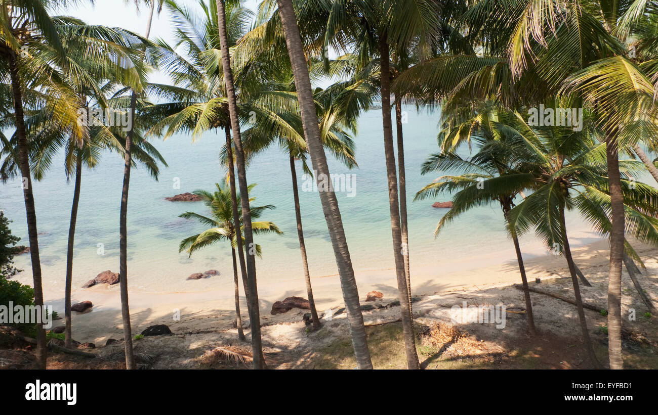 Palmiers sur la plage, Cola Beach, Goa, Inde Banque D'Images