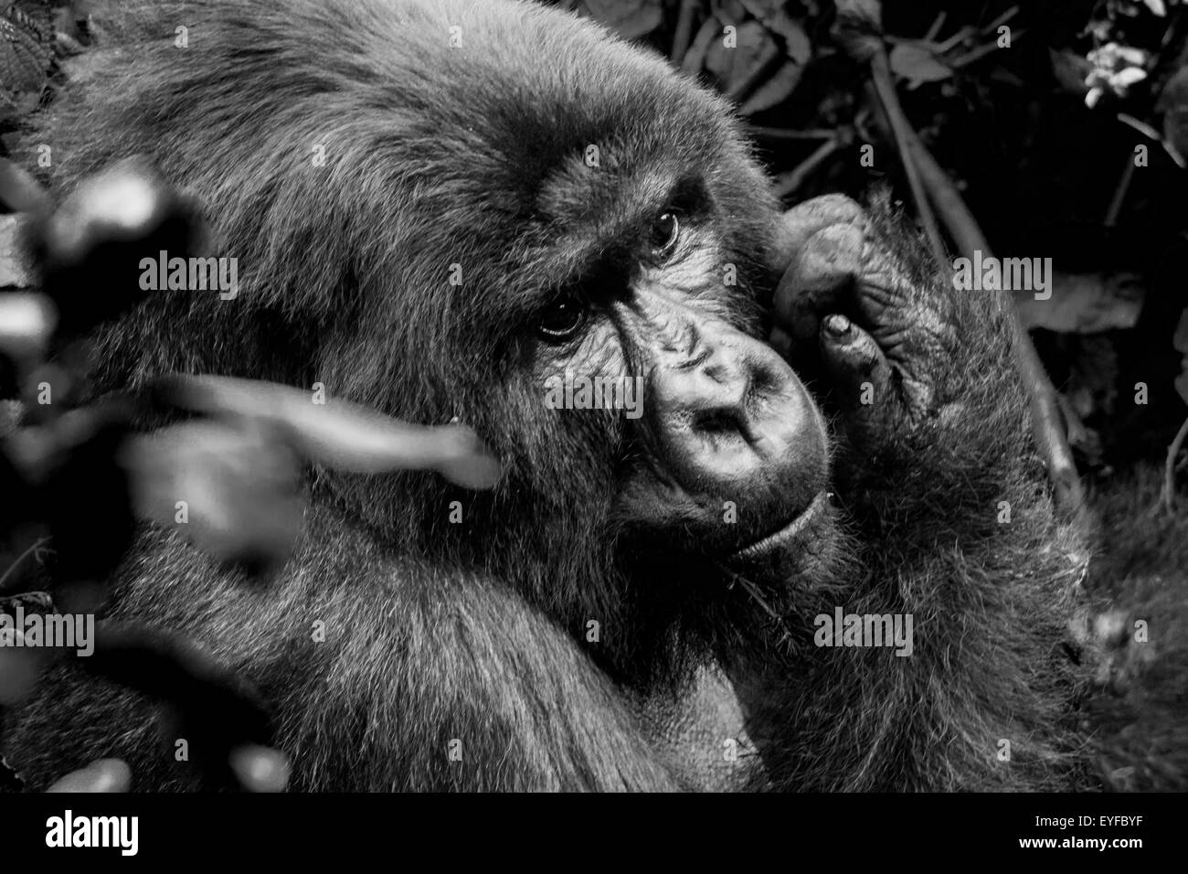 Un homme adulte silverback gorilla beringei beringei (montagne) dans la forêt de Le parc national des volcans, Rwanda Banque D'Images