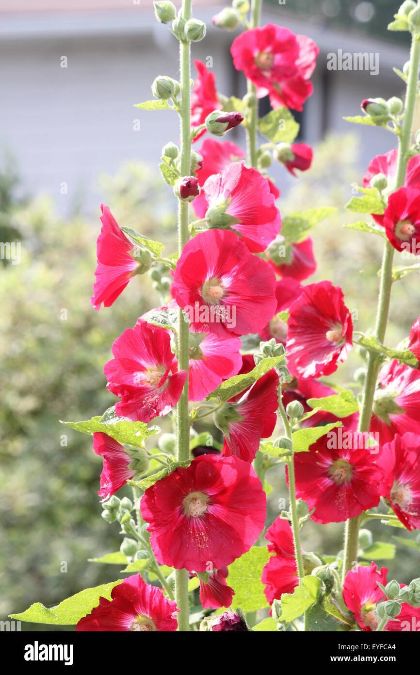 Rose Trémière (Alcea rosea) Rose Trémière rouge profond poussant sur le bord d'un jardin fleuri. Banque D'Images