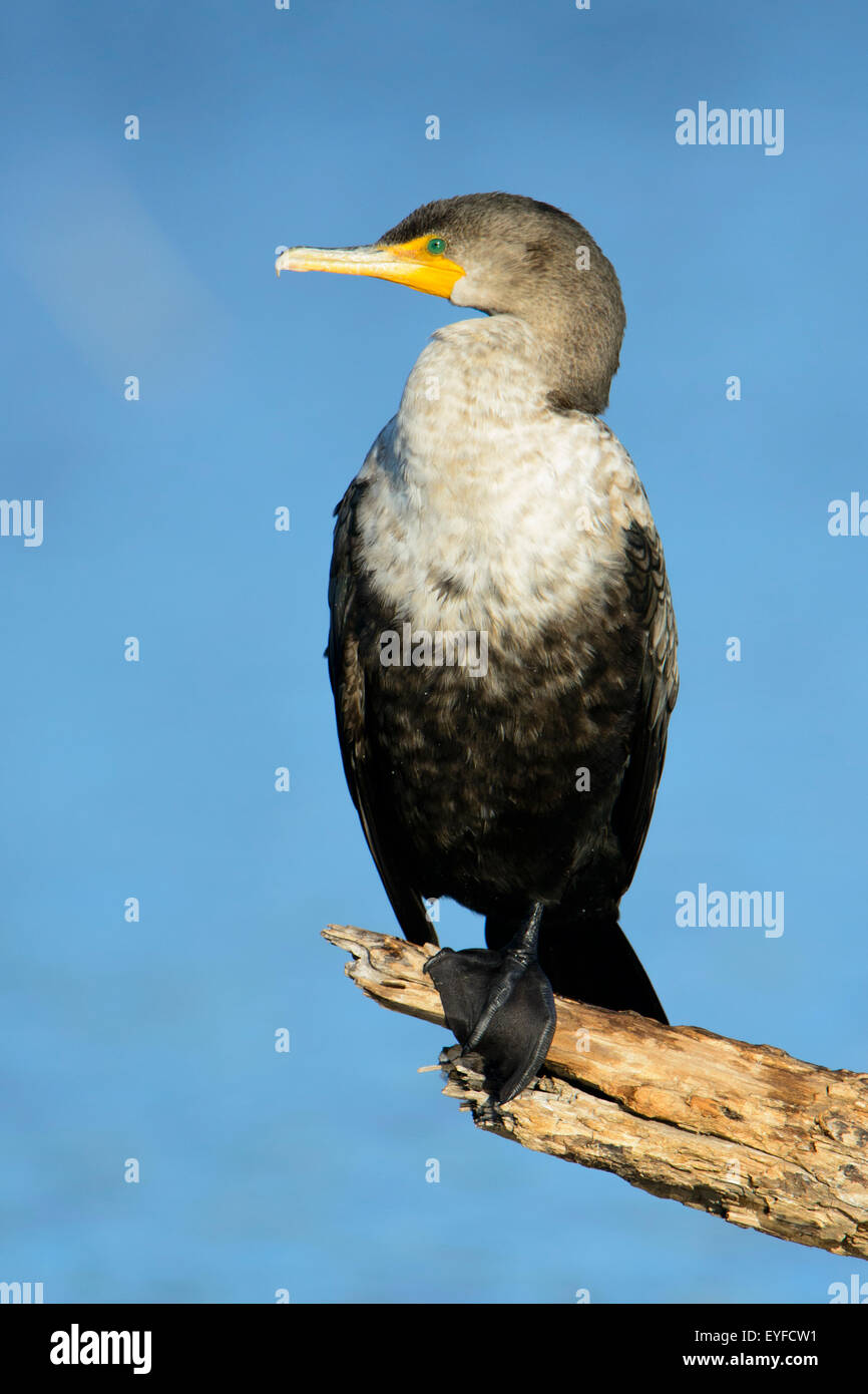Cormoran à aigrettes (Phalacrocorax auritus), North Texas Banque D'Images