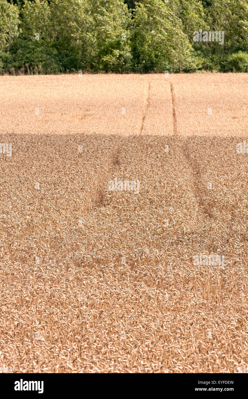 Des traces de tracteur dans wheatfield avec la culture du blé en été. Banque D'Images