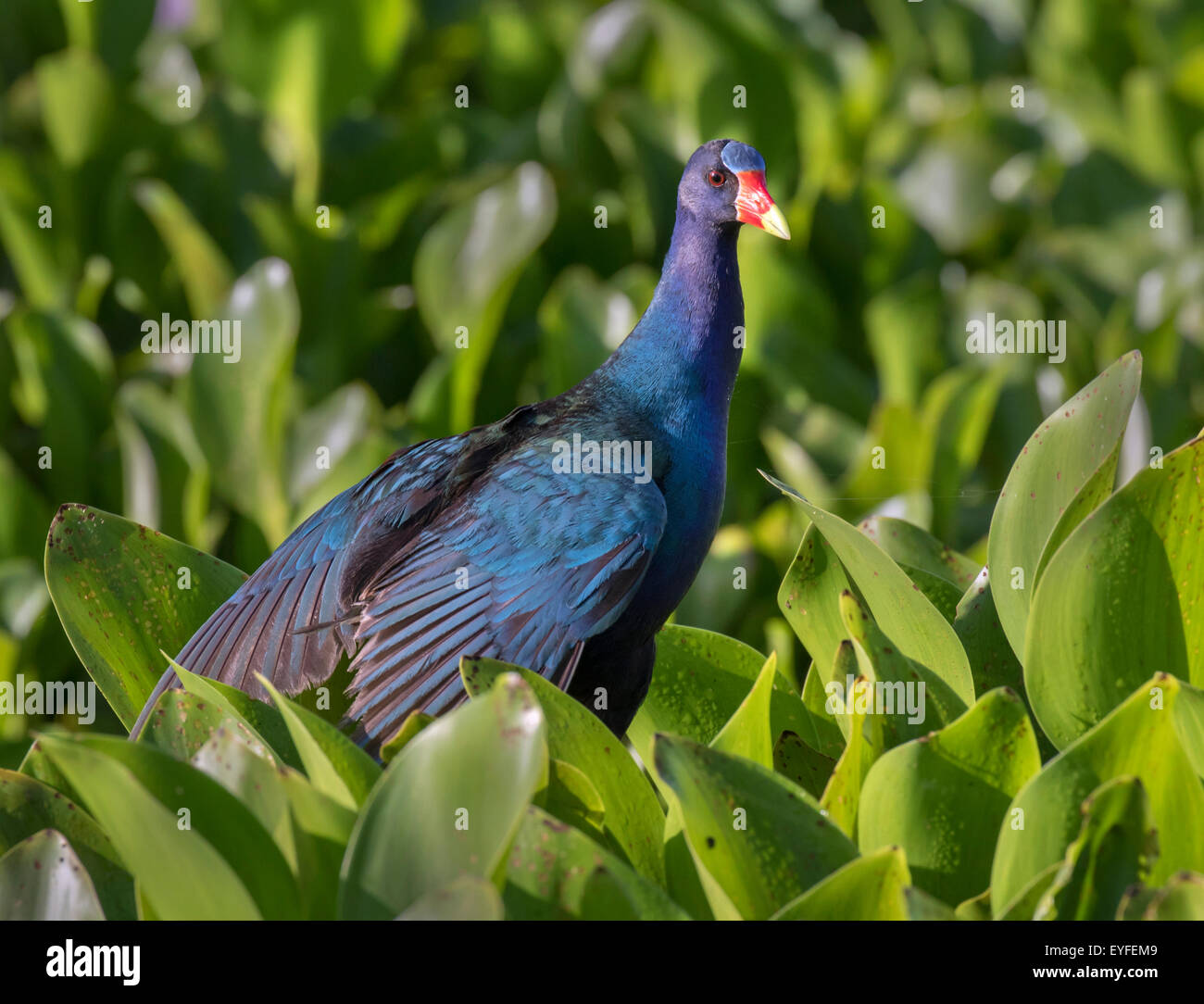 Purple gallinule Porphyrio martinicus) streching (ailes, Brazos Bend State Park, Needville, Texas, USA. Banque D'Images