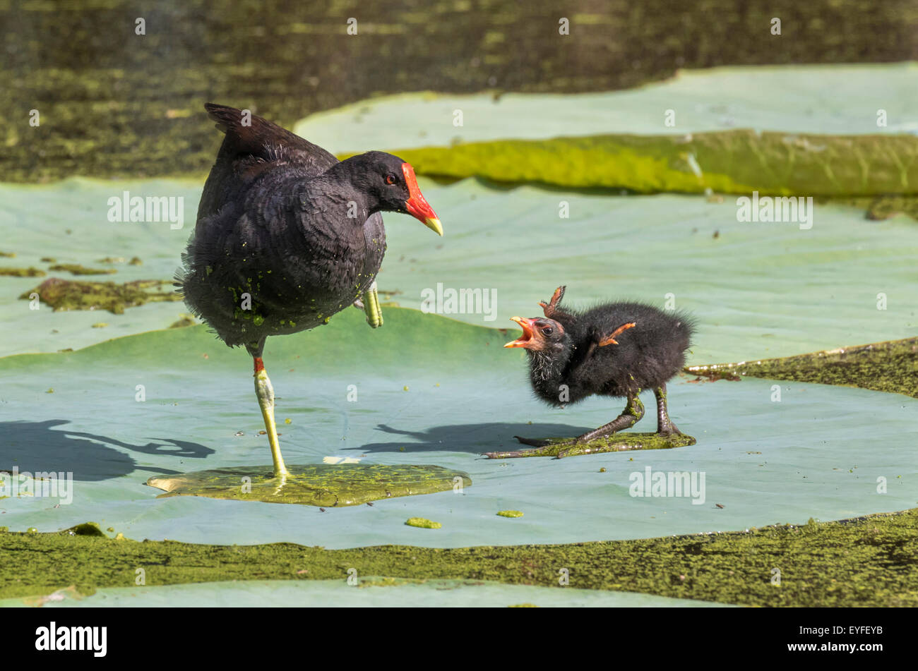 Une leçon de chant : gallinule commune (Gallinula galeata) avec un poussin mendier de la nourriture, Brazos Bend State Park, Texas, Needville Banque D'Images